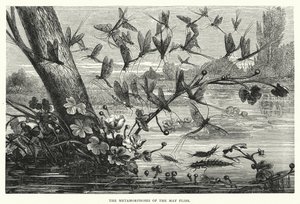 The Metamorphoses of the May Flies by English School