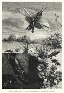 The Metamorphoses of the Mole Cricket, Gryllotalpa vulgaris by English School