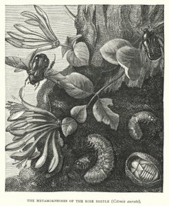 The Metamorphoses of the Rose Beetle, Cetonia aurata by English School