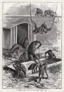 The Monkey House at the Zoological Gardens, Regent