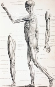 The Muscles of the Human Body, c.1890 by English School