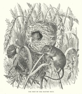 The Nest of the Harvest Mice by English School