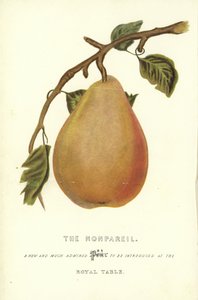 The Nonpareil