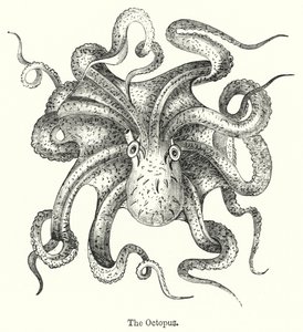 The Octopus by English School