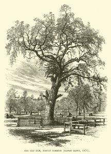 The Old Elm, Boston Common, Blown Down, 1876