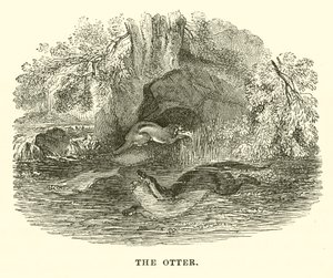 The Otter by English School