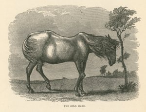 The Old Mare