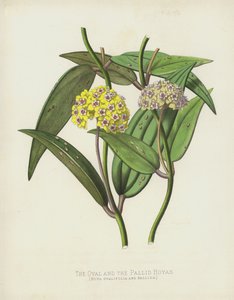 The Oval and the Pallid Hoyas, Hoya Ovalifolia and Pallida by English School