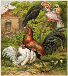 The Peacock at Home by English School