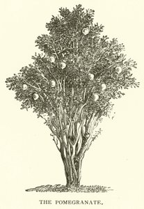 The Pomegranate by English School