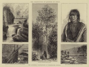 The Production of Quinine in India by English School