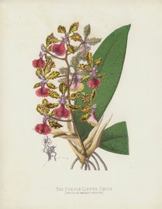 The Purple-Lipped Oncid, Oncidium Haematochilum