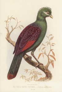 The Purple Crested Corythaix, Corythaix Macrorhynchus