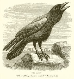 The Raven by English School