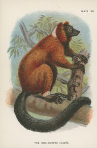 The Red-Ruffed Lemur by English School