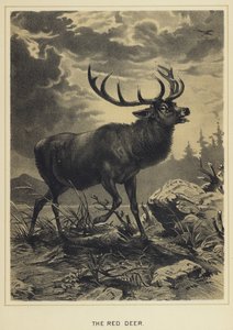 The Red Deer by English School