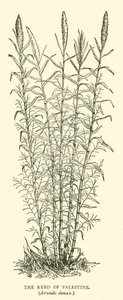 The Reed of Palestine, Arundo Donax by English School