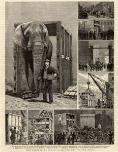 The Removal of Jumbo by English School