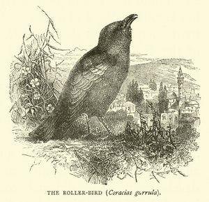 The Roller-bird, Coracias garrula