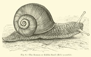 The Roman or Edible Snail by English School