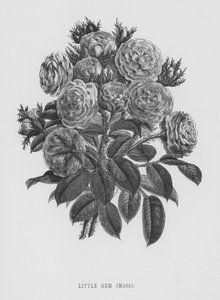 The Rose Garden: Little Gem, Moss