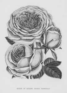 The Rose Garden: Queen of Queens, Hybrid Perpetual