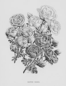 The Rose Garden: Scotch Roses