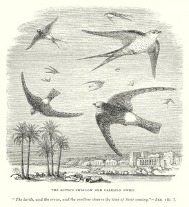 The Rufous Swallow and Galilean Swift (engraving)