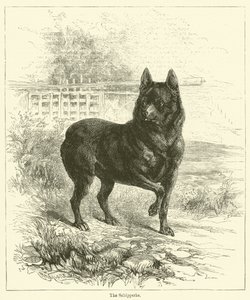 The Schipperke