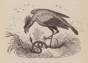 The Secretary Bird