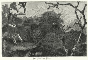 The Spider