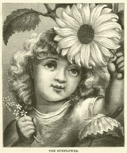 The Sunflower (engraving) by English School