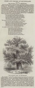 The Sydney Oak, at Penshurst by English School