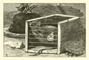 The Thievish Mouse by English School