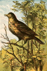The Thrush by English School