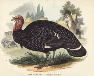 The Turkey