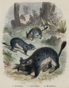 The Vischaca, Young Vischaca, The Chinchilla by English School