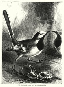The Wagtail and the Looking-Glass by English School