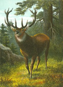 The Wapiti by English School