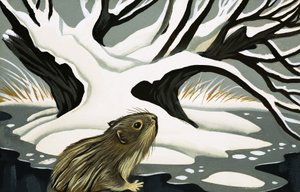 The Water Vole