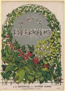 The Winter Evergreens