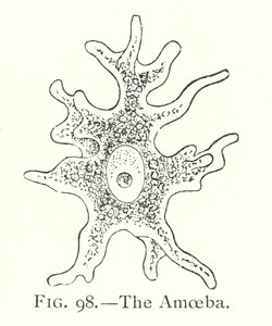 The amoeba