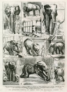 The attempted removal of Jumbo from the Zoological Gardens by English School