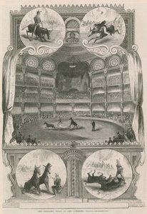 The educated mules at the Alhambra Palace, London by English School