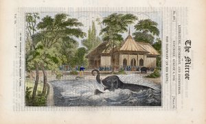The elephant in his bath at the zoo in Regents Park