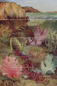 The Gaiety of the Ocean Under-World by English School