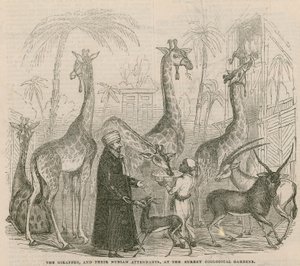 The Giraffes and Their Nubian Attendants