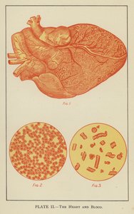 The Heart and Blood by English School