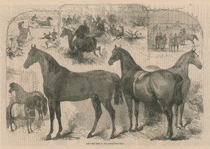 The Horse Show in the Agricultural Hall by English School