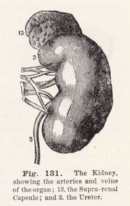 The kidney, showing the arteries and veins of the organ by English School